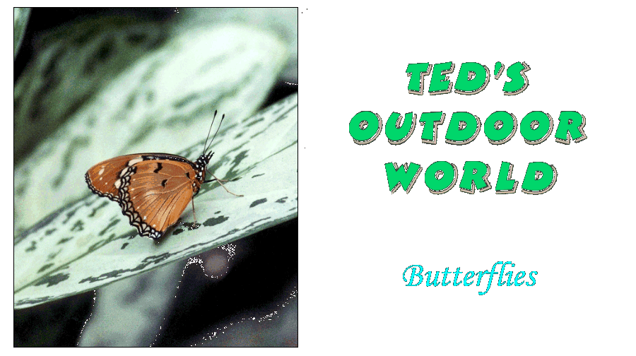 Ted's Outdoor World of Butterflies