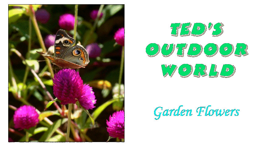 Ted's World of Garden Flowers