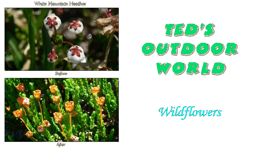 Ted's World of Wildflowers
